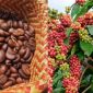 Giá cà phê hôm nay 9/10: Từ đỏ sàn chuyển xanh, Robusta và Arabica cùng 'hồi sinh' ngoạn mục