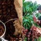 Giá cà phê hôm nay 11/10: Kết thúc tuần giao dịch đầy bất ngờ, giá cà phê trong nước bao nhiêu tiền/kg?