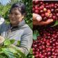 Giá cà phê hôm nay 12/10: Thị trường 'chao đảo', giá cà phê bất ngờ đổi chiều so với đầu tuần