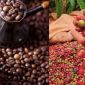 Giá cà phê hôm nay 17/10: Giá nội địa tiếp tục bứt phá, Robusta lập đỉnh mới trong tháng