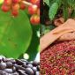 Giá cà phê hôm nay 18/10: Cú xoay bất ngờ, thị trường đảo chiều chỉ sau một đêm