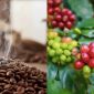 Giá cà phê hôm nay 20/10: Bất ngờ lớn từ thị trường trong nước, giá neo cao nhưng không bứt phá