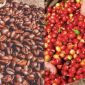 Giá cà phê hôm nay 22/10: Chỉ sau một đêm, giá cà phê tăng vọt, người nông dân đón tin 'cực vui'