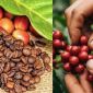 Giá cà phê hôm nay 27/10: Vẫn giữ 'sắc xanh', nông dân kỳ vọng mốc 120.000 đồng/kg đang đến gần