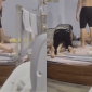 Phẫn nộ clip mẹ chồng bạo hành con dâu vừa sinh, chồng thản nhiên như không liên quan