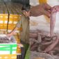 Phát hiện 7 tấn cá khoai xử lý bằng hóa chất cấm đang được tuồn ra thị trường: Lời khai phẫn nộ của tài xế