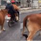 Thanh Hóa: Clip bò mẹ đuổi theo xe máy chở bò con bị gãy chân suốt 2 km khiến CĐM xúc động