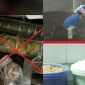 Lời khai rợn người của chủ cơ sở giò chả ở phố cổ Hà Nội: ‘Trộn hàn the cảm tính, không cần đong’
