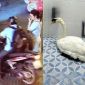 Vụ thiên nga Thảo Cầm Viên Sài Gòn bị mất: Lộ diện danh tính kẻ trộm từ manh mối một chiếc kìm sắt 