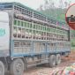 Tạm giữ ô tô chở hơn 15 tấn heo nhiễm dịch tả lợn châu Phi, lời khai hé lộ địa điểm thu mua 