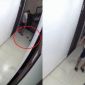 Hải Phòng: Động thái của nam thanh niên đá chết chú chó rồi bỏ vào thùng rác chung cư, gia đình bức xúc 