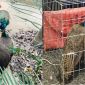 Cái kết không ai ngờ đến vụ nhặt được 2 con chim lạ ở Nghệ An khiến người phụ nữ ‘mất ăn mất ngủ’