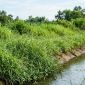 Phát hiện hộp sọ người bên bờ mương ở Nghệ An: Công an khẩn trương vào cuộc điều tra