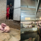 Mất trắng đàn lợn 300 con chỉ sau một đêm, vợ chồng chủ trại nhận 'phép màu' từ nhiều người xa lạ