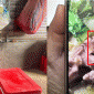 Kết quả kiểm tra vụ dòi bò trong lẩu gà bữa tiệc 70 mâm: Nguyên nhân có dòi, chủ quán bị xử lý thế nào?