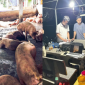 Hơn 4100 con lợn dương tính với chất cấm ở Đồng Nai, 'bóc trần' thủ đoạn 'vỗ béo' của thương lái