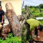 Diễn biến mới vụ hàng xà cừ ở trụ sở xã bị cưa hạ bất thường: Gỗ tại hiện trường không trùng gốc cây