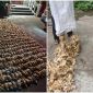 Bóng đen bí ẩn ập xuống trang trại cùng những âm thanh dữ dội khiến 1.400 con gà chết 