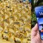 Giá vàng hôm nay trưa 14/10: Vàng SJC giảm 1 triệu đồng, vàng 9999 biến động trái chiều, Xiaomi 17T Pro rẻ bèo