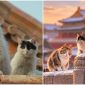 Bí mật phía sau danh xưng ‘thị vệ có vuốt’ của hơn 200 con mèo đặc cách sống trong Tử Cấm Thành