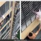 Nghẹt thở khoảnh khắc giải cứu bé gái 3 tuổi treo lơ lửng trên cửa sổ tầng 12 của 1 tòa chung cư