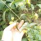 Thông tin chú ý vụ học sinh rủ nhau ăn lá ngón ở Đà Nẵng: 1 em tử vong, 4 người còn lại ra sao?